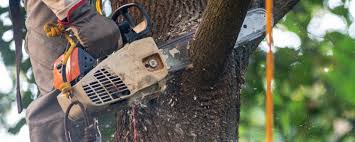 Best Tree Preservation Services  in St Lawrence, PA