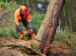 Best Lot and Land Clearing  in St Lawrence, PA