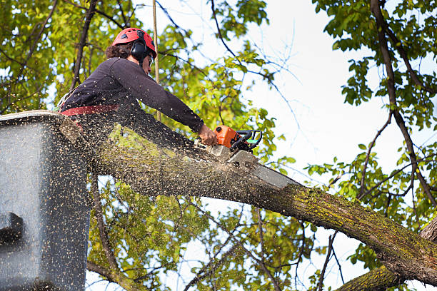 Best Hedge Trimming  in St Lawrence, PA