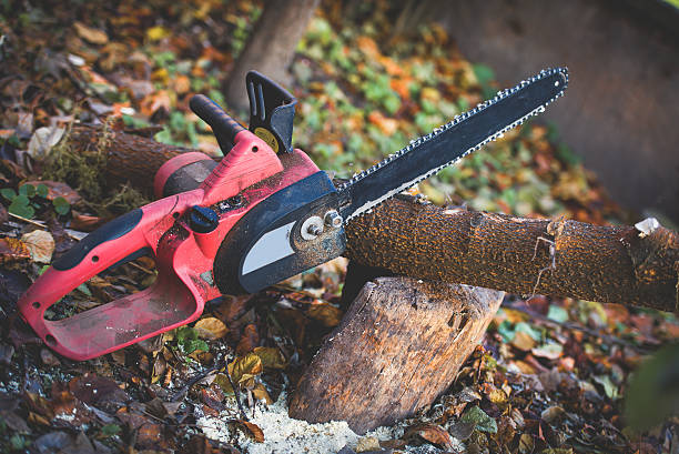 Reliable St Lawrence, PA Tree Care Solutions
