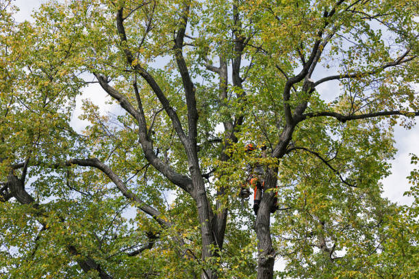 Best Leaf Removal  in St Lawrence, PA